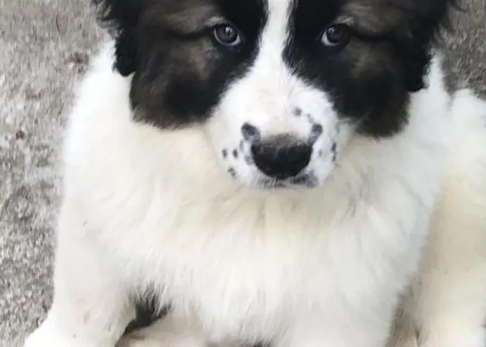 Rin Garden アパート ブカレスト